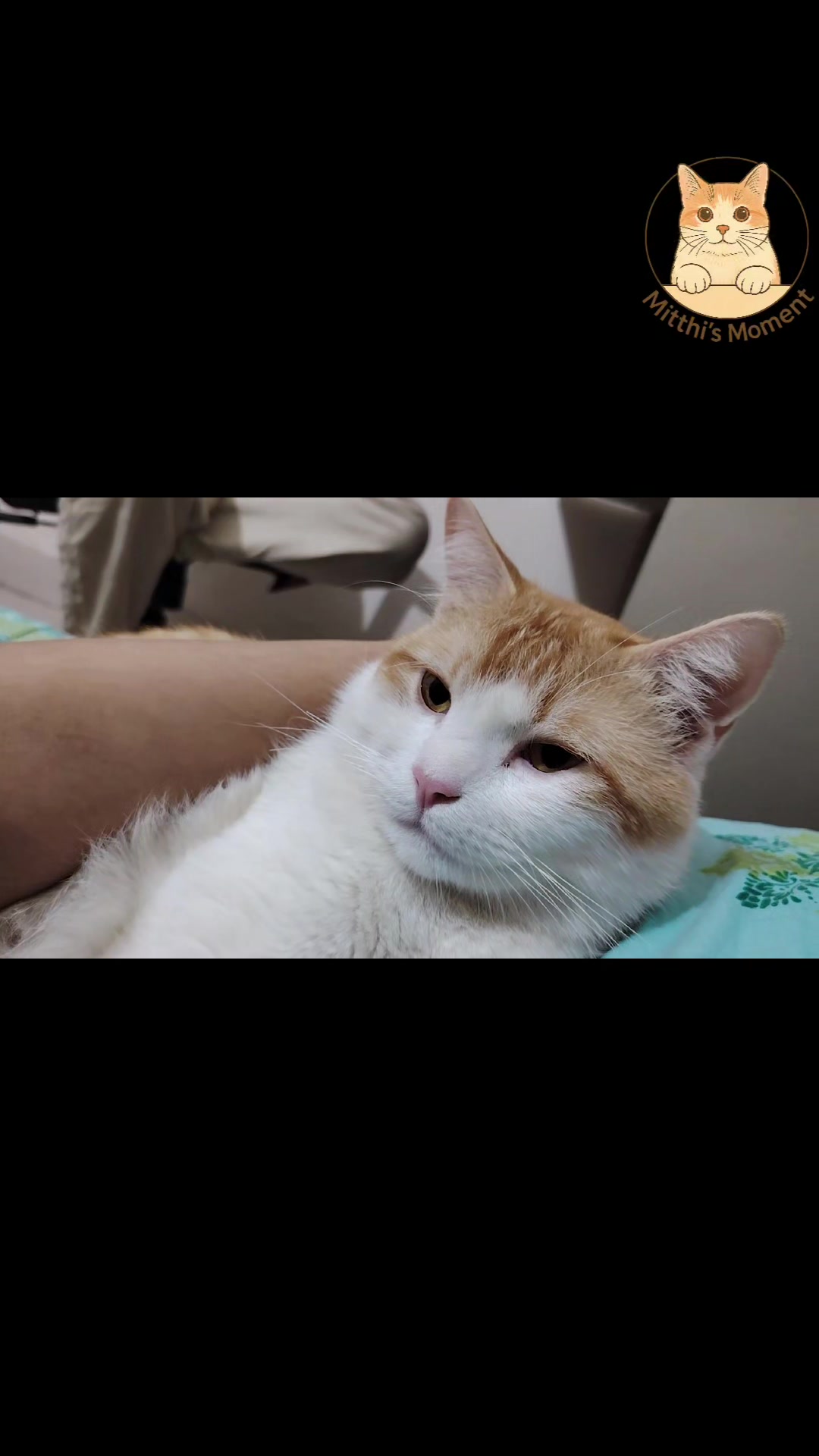 @Mitthi the Meow Meow