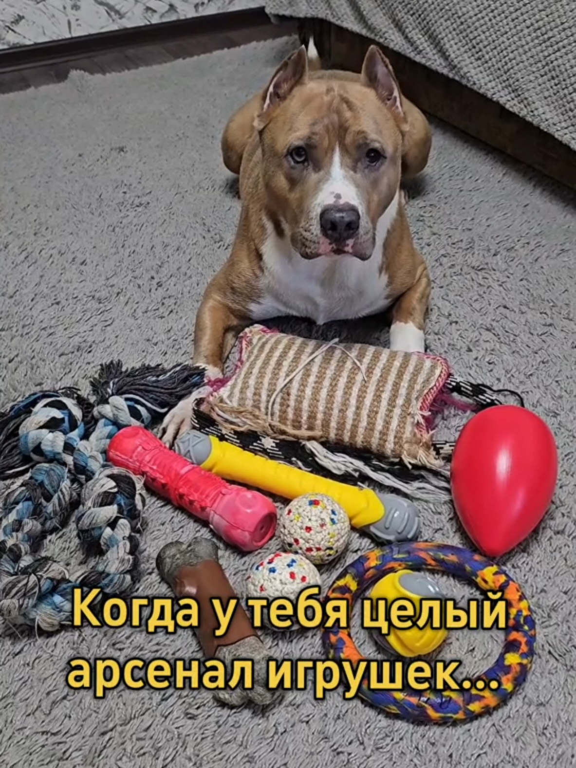 @Pitbul Fred