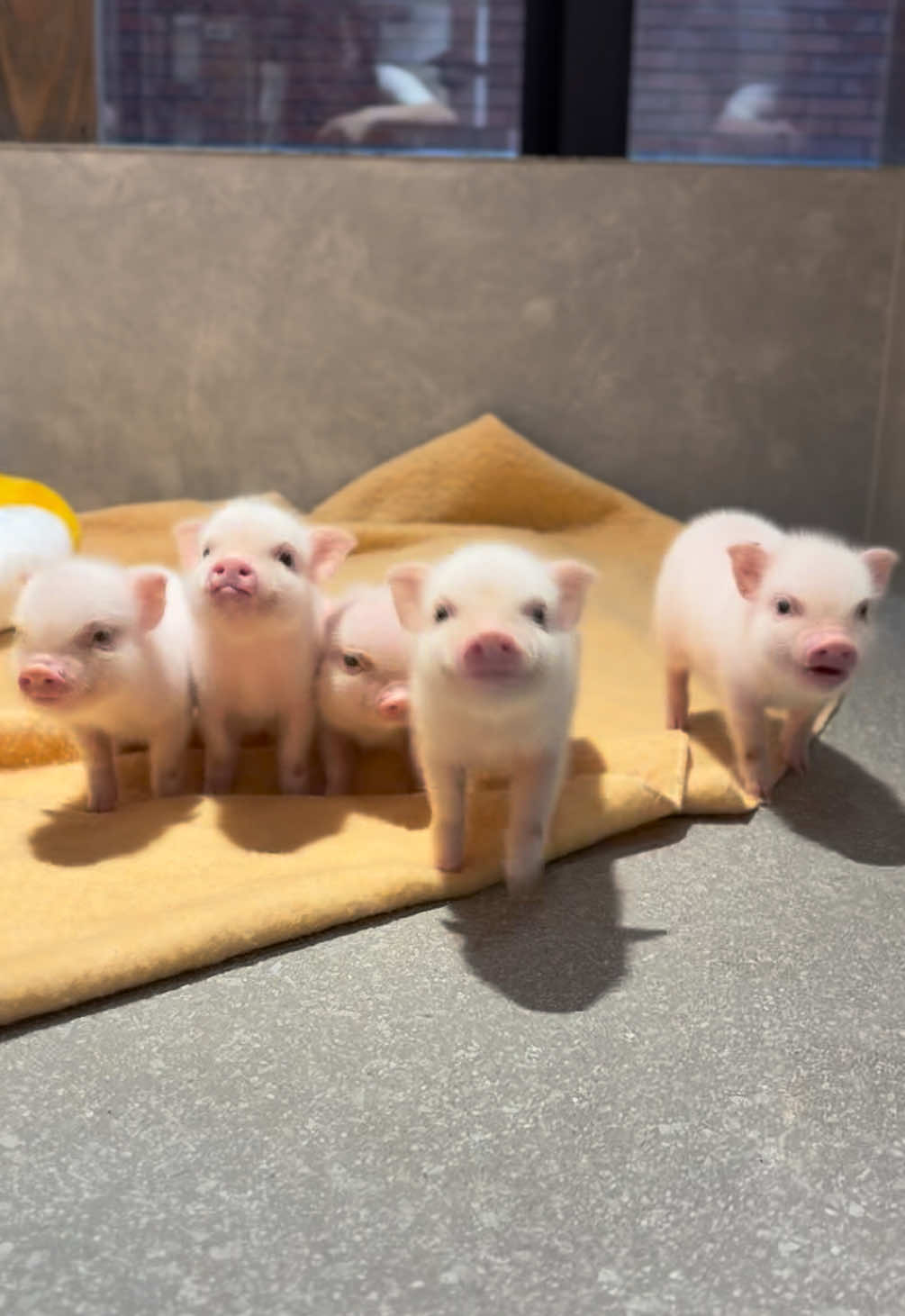 @pignic