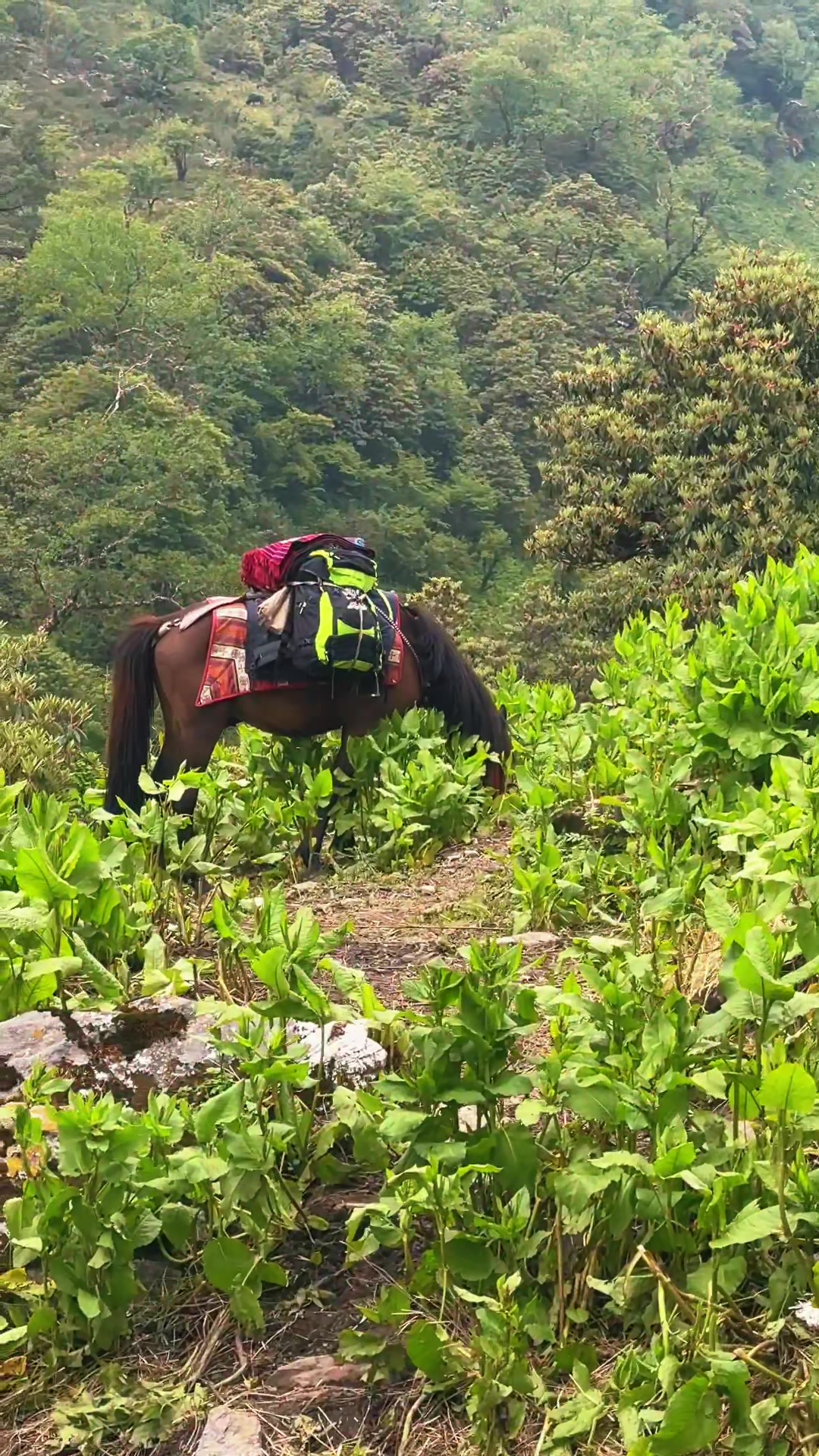 @थिँयाल 🌿