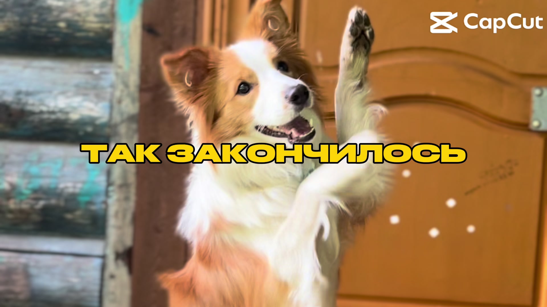 @ТГК: рыжий бордер🔥