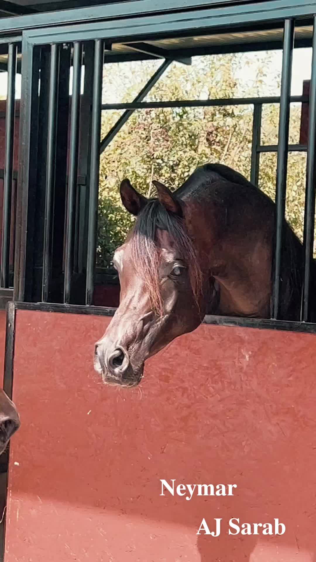 @Horse Training Center Albania