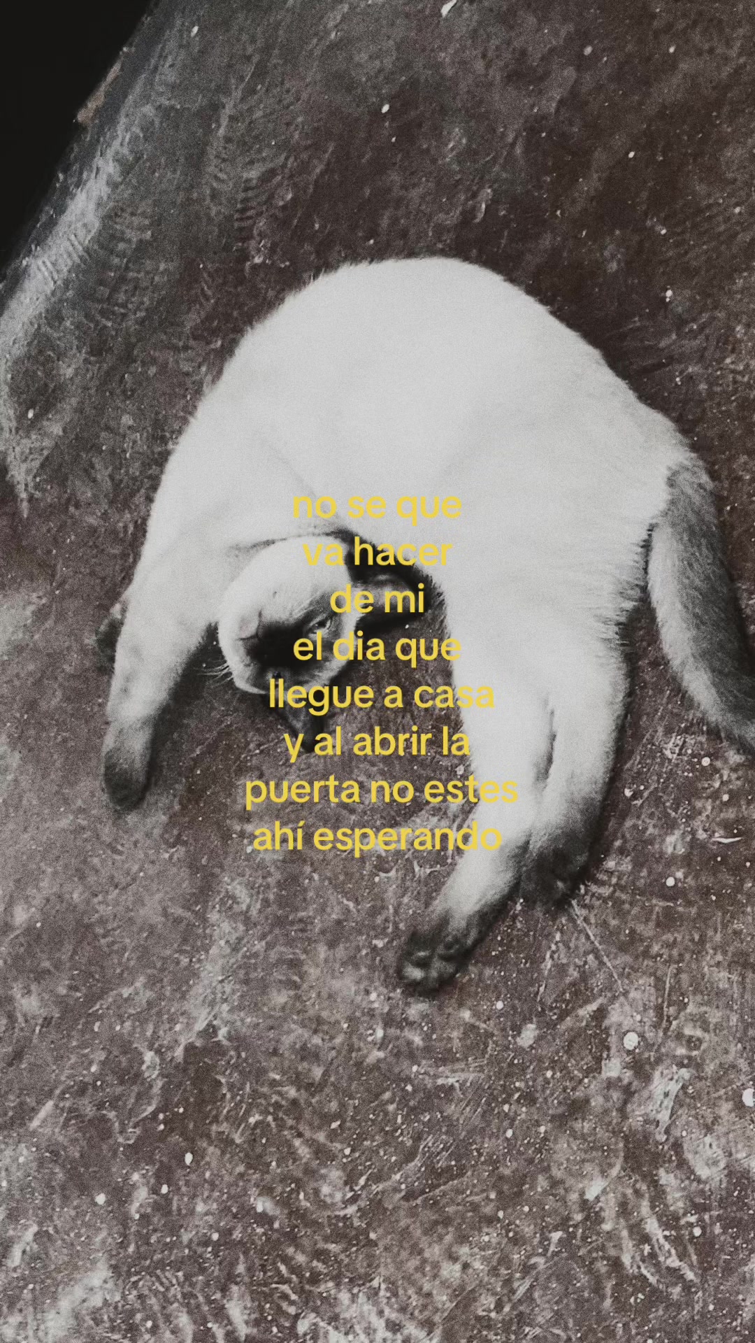 @Maru