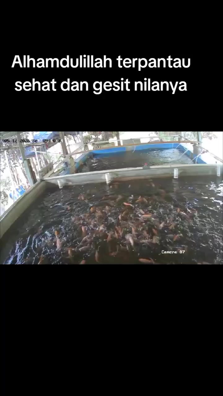 @afdhal koi farm