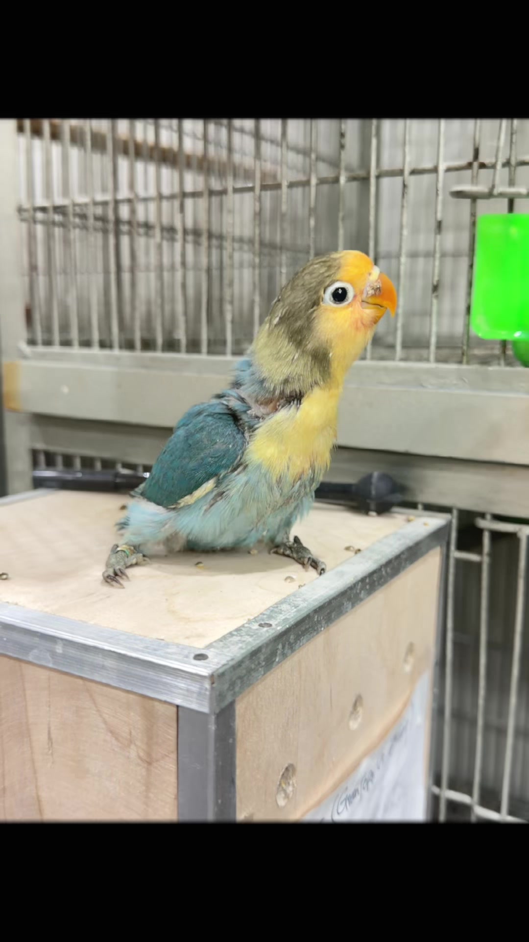 @AdilBirdsFarm
