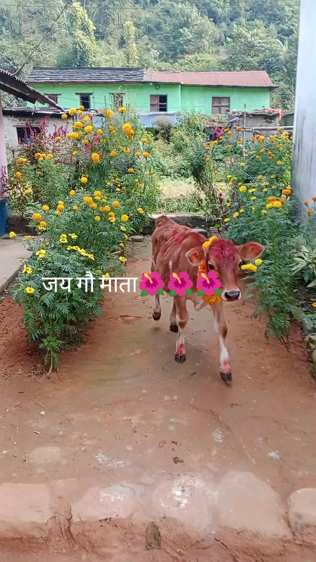@Krishna Adhikari