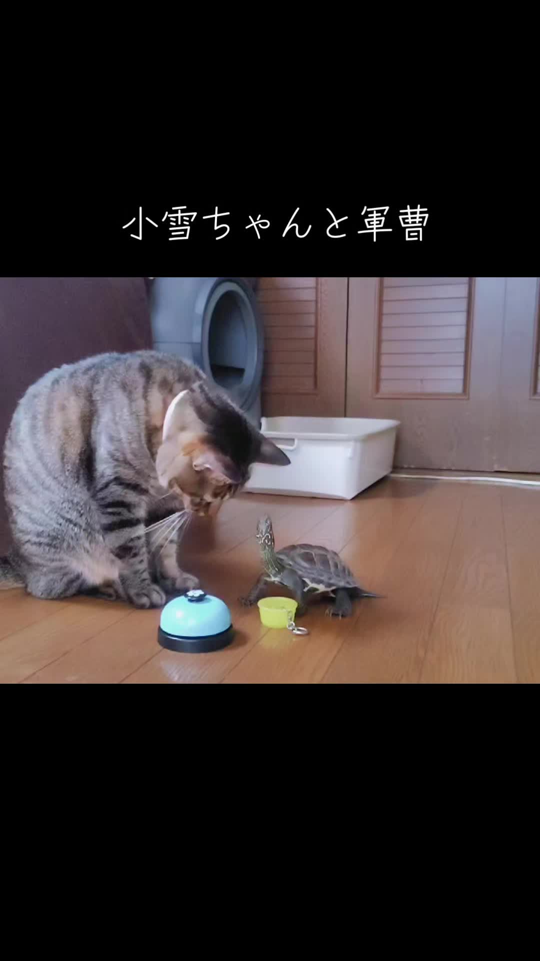 @クサガメ軍曹🐢