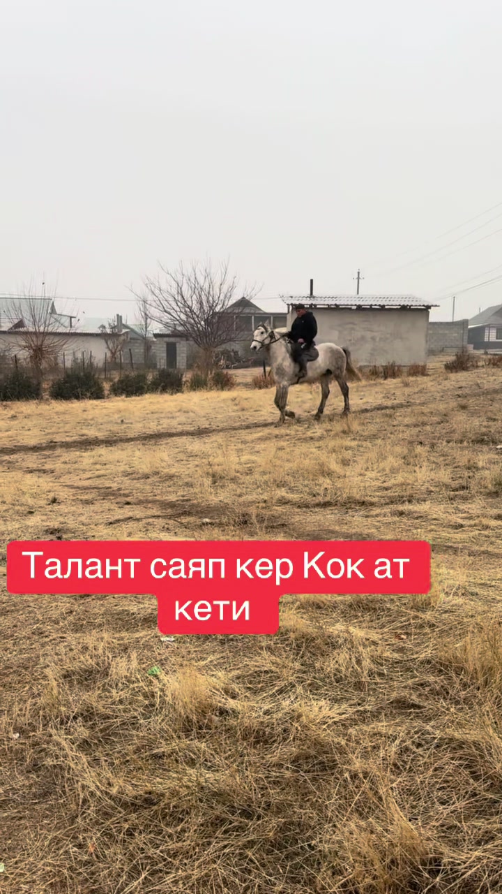 @Oskonbai Tajibaev