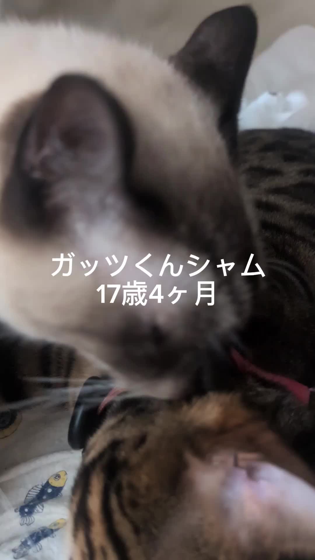 @すいぬこ😻