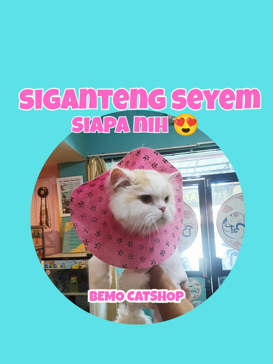 @Bemo Catshop