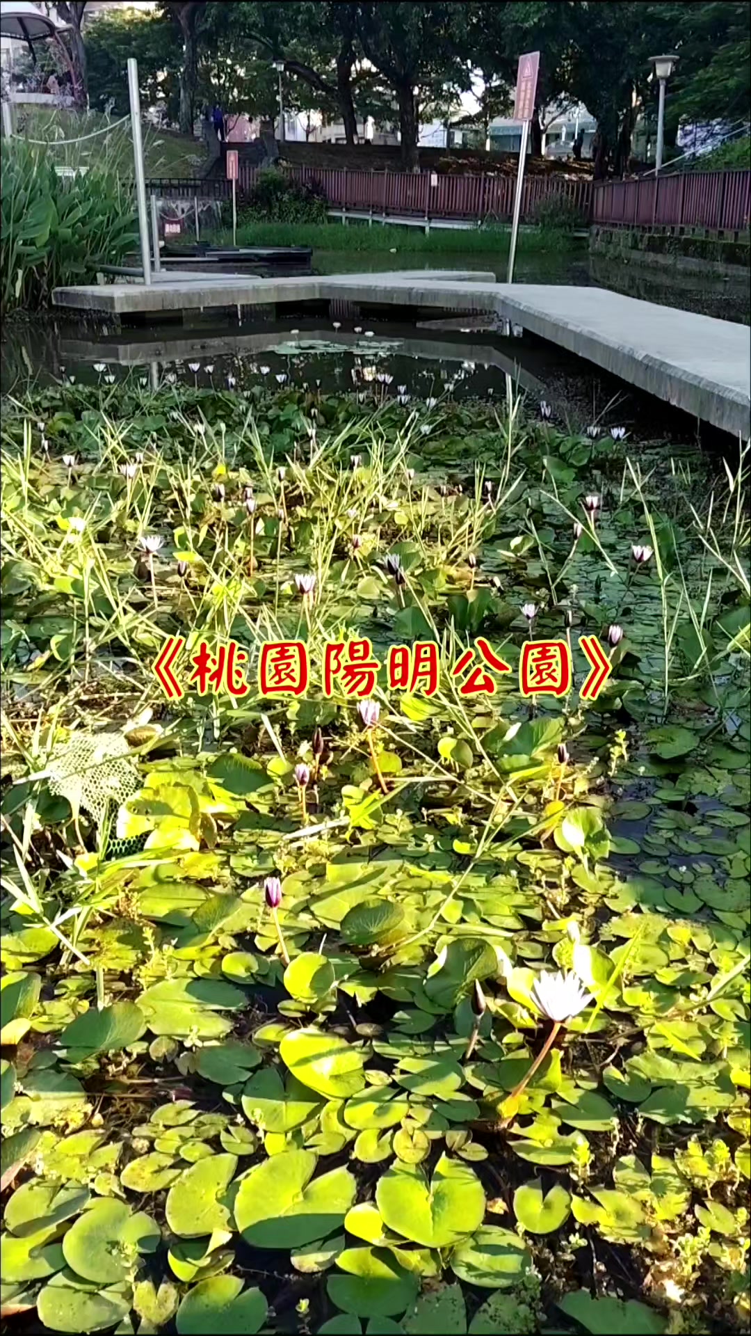 @雞不叫也天亮