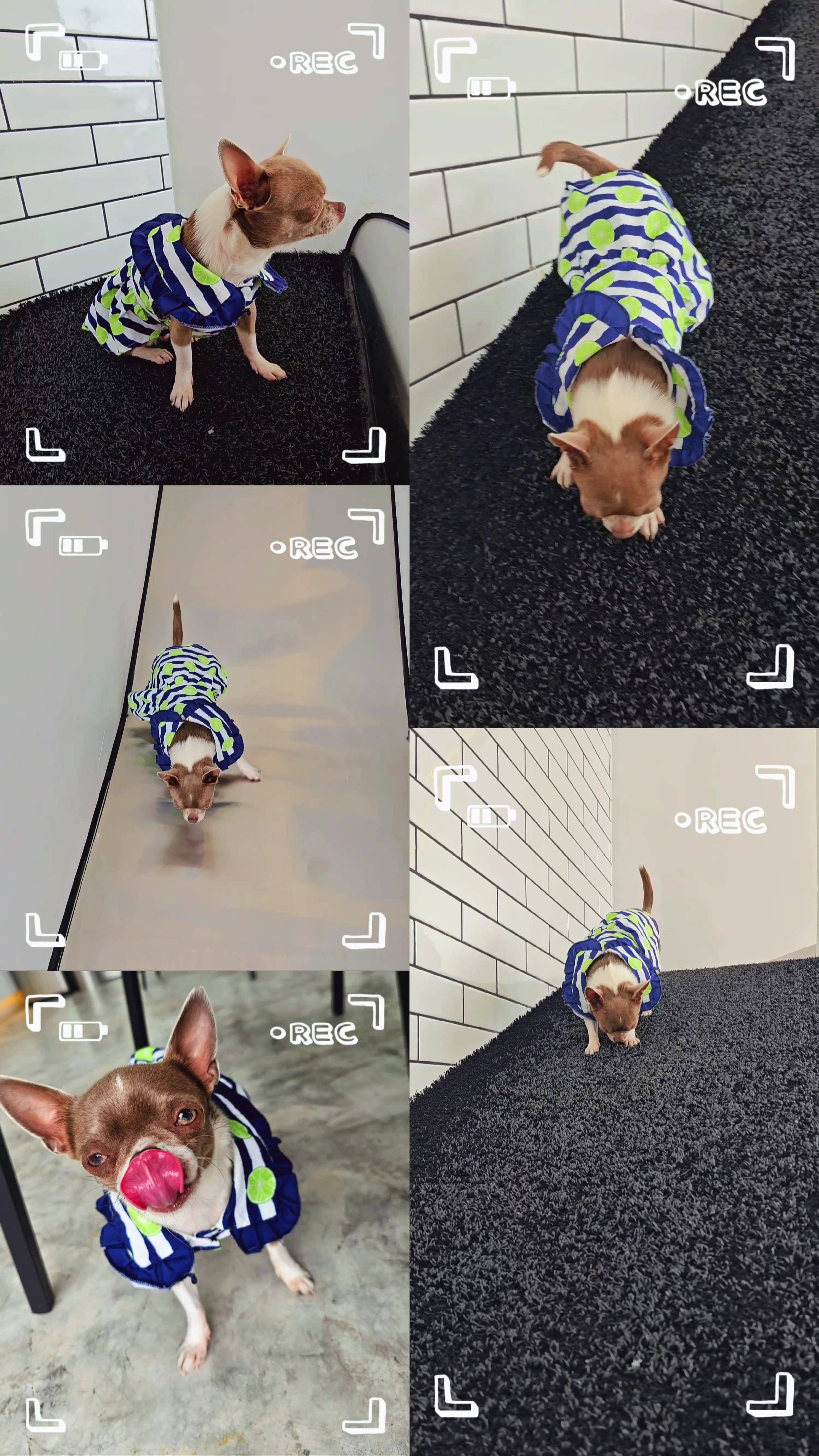 @RufinaChihuahua