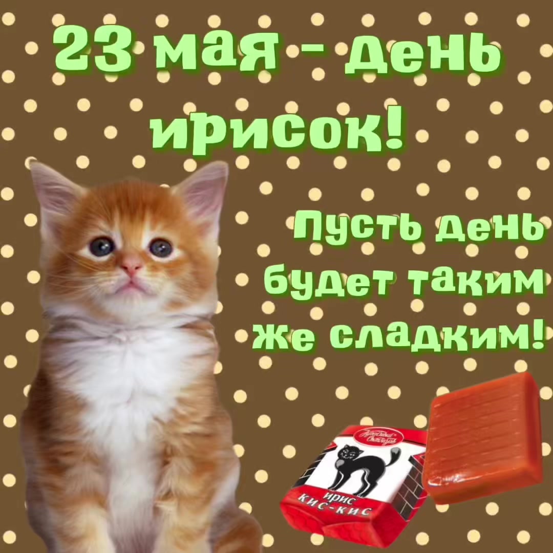 @котики на каждый день