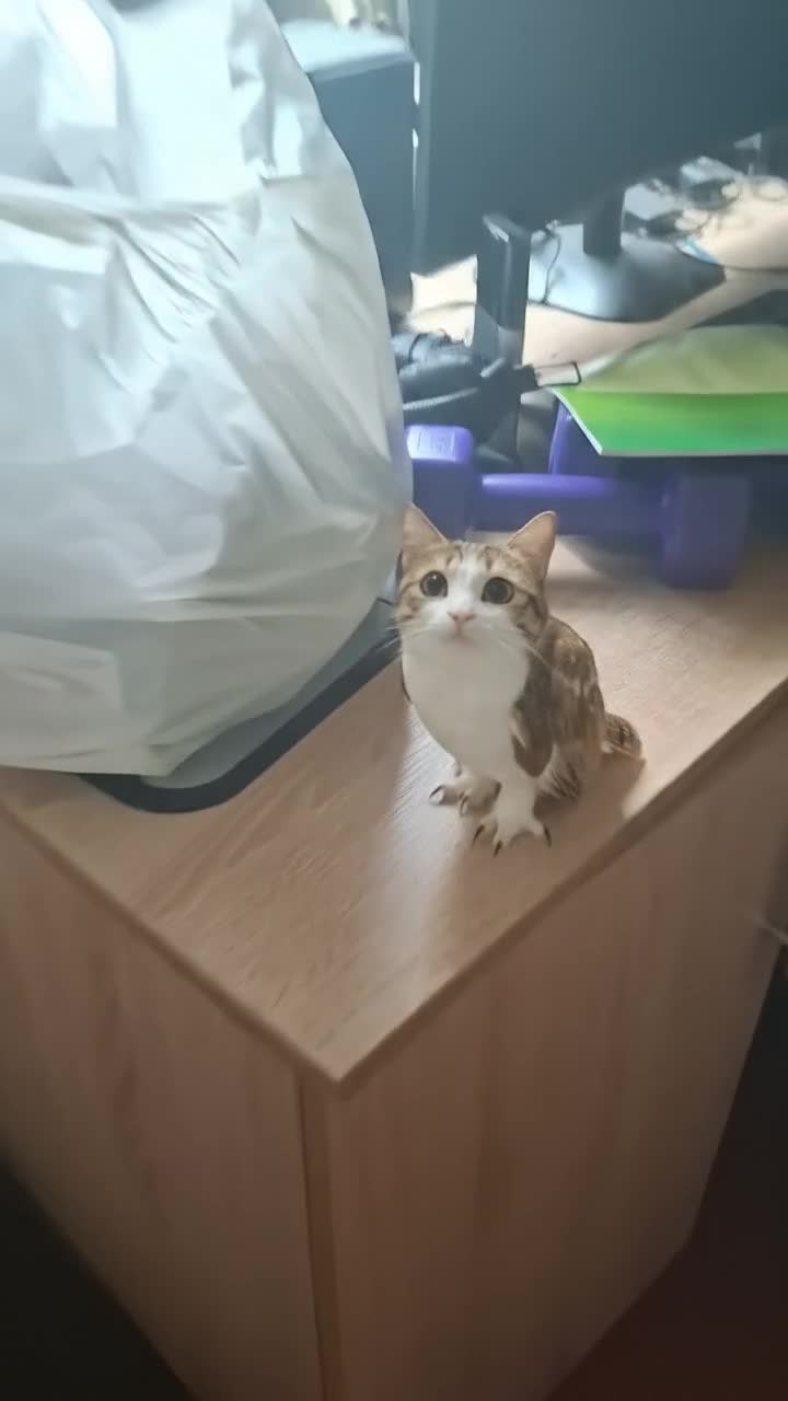 @meowl
