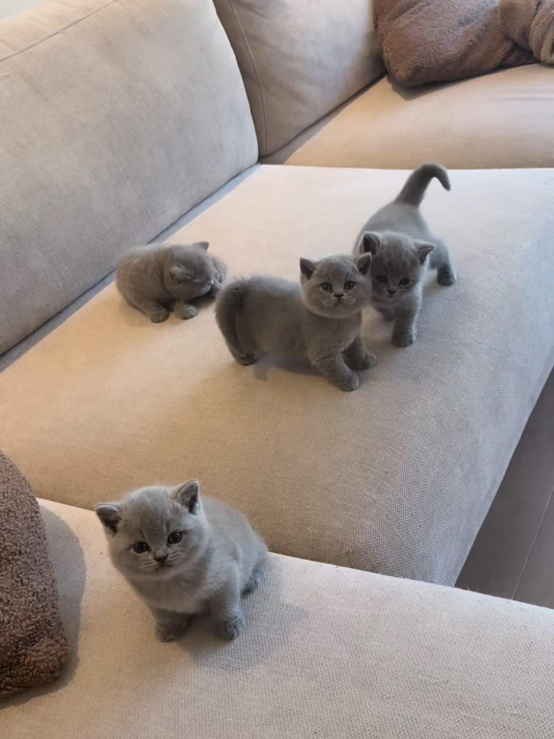 @Chonky World Of Cats