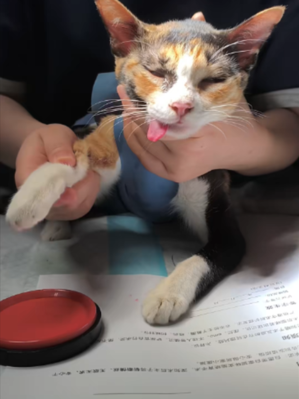 @Vitamin Meoww