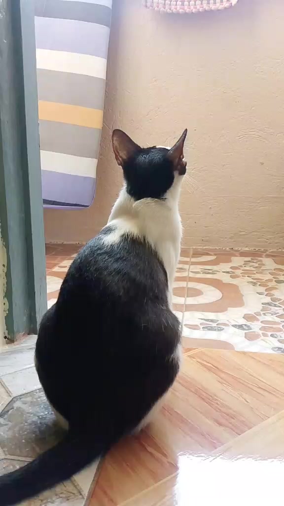 @sny meow🐈