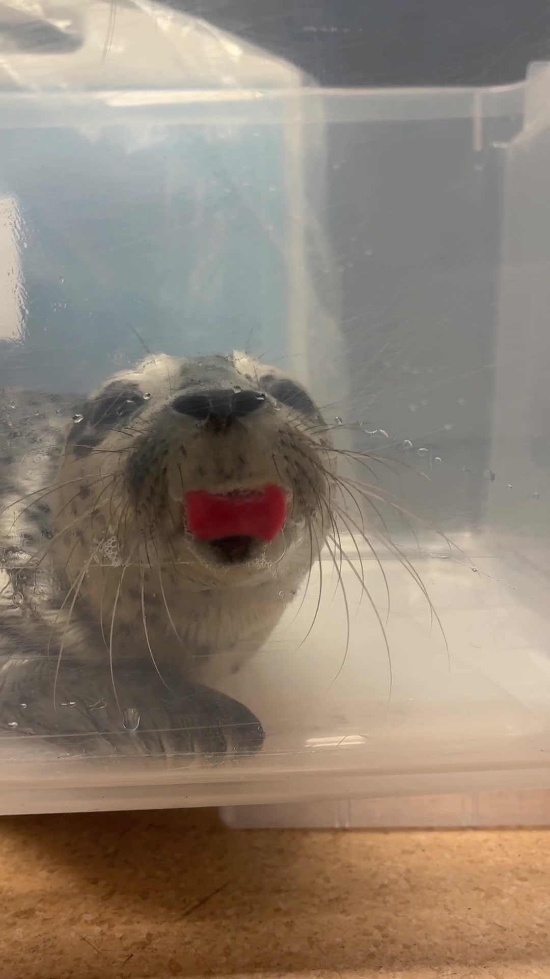 @Marine Mammal Rescue Society