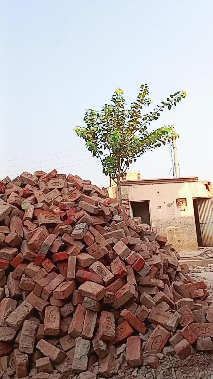 @Malik Shafqat Sherazi Raan