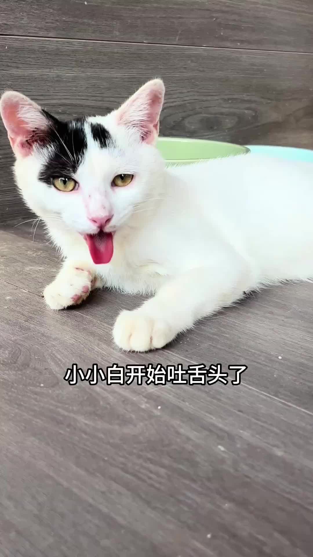 @小可爱猫猫们