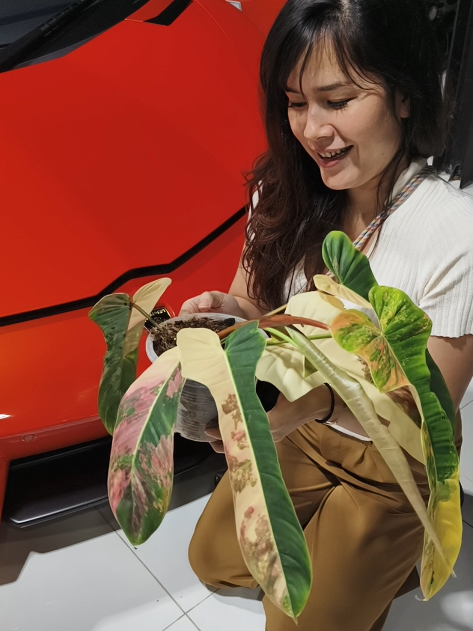 @Lhongbai
