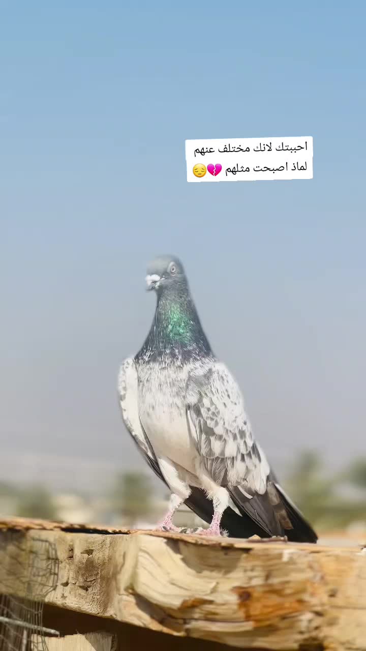 @(✷‿◉رضــــــــيـــــــّوُي)