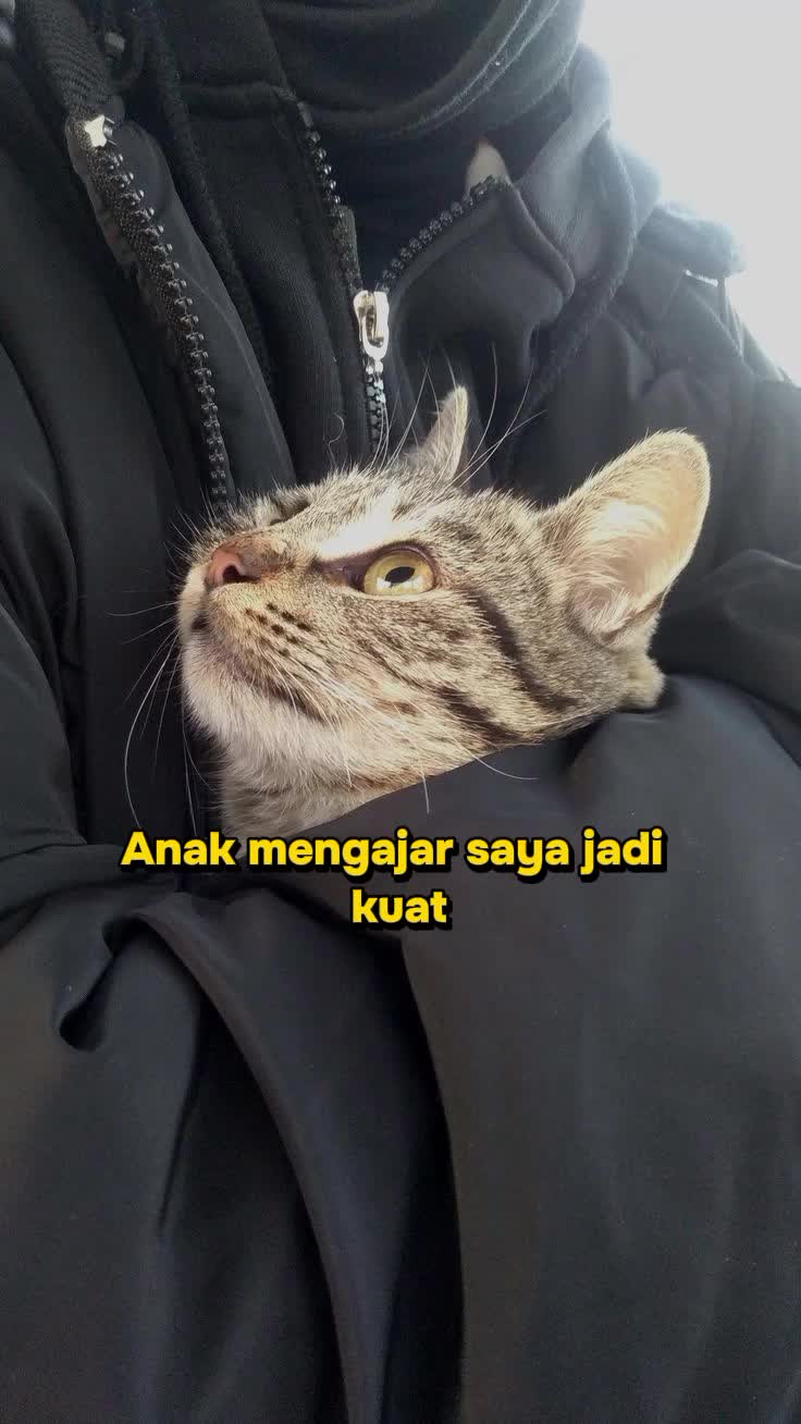 @Pecinta Kucing