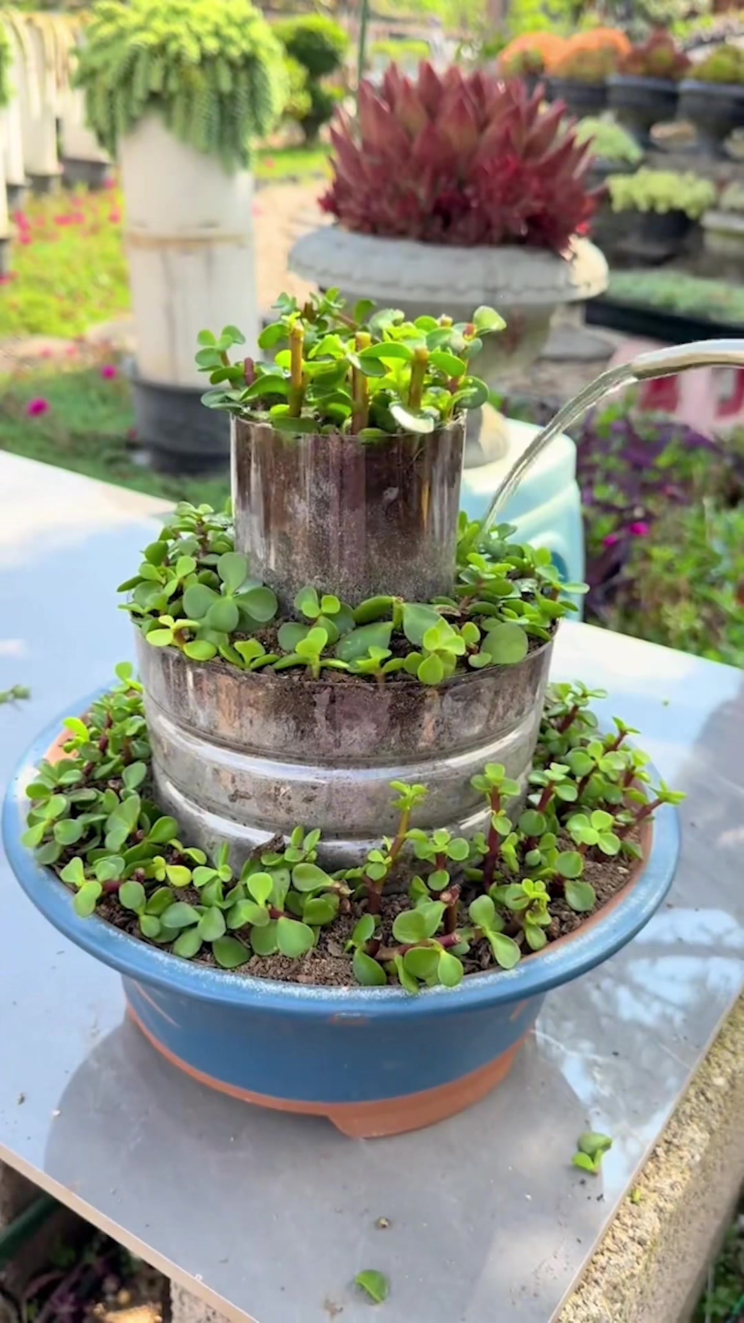 @Succulent Garden
