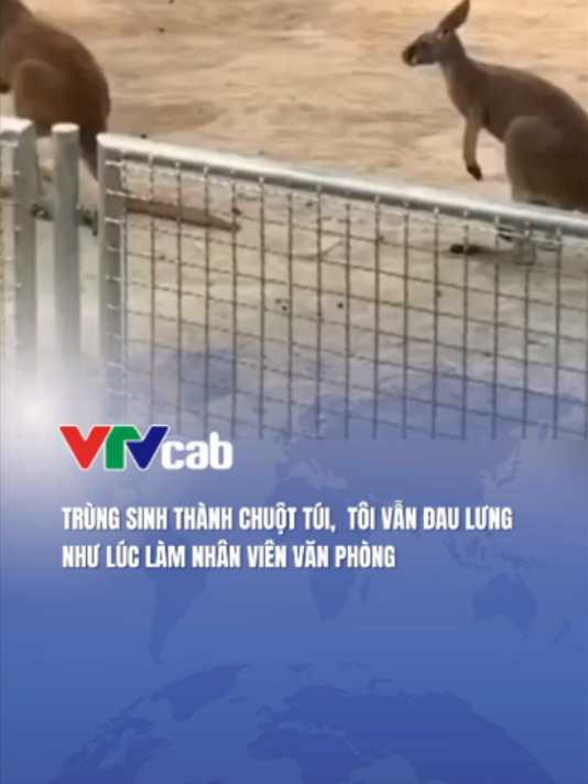 @VTVcab Trending - Giải trí