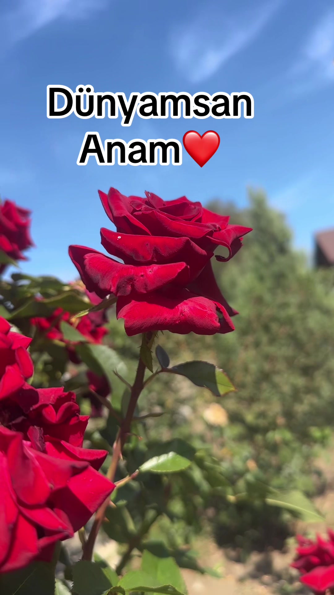 @Mənalı❤️Xanım