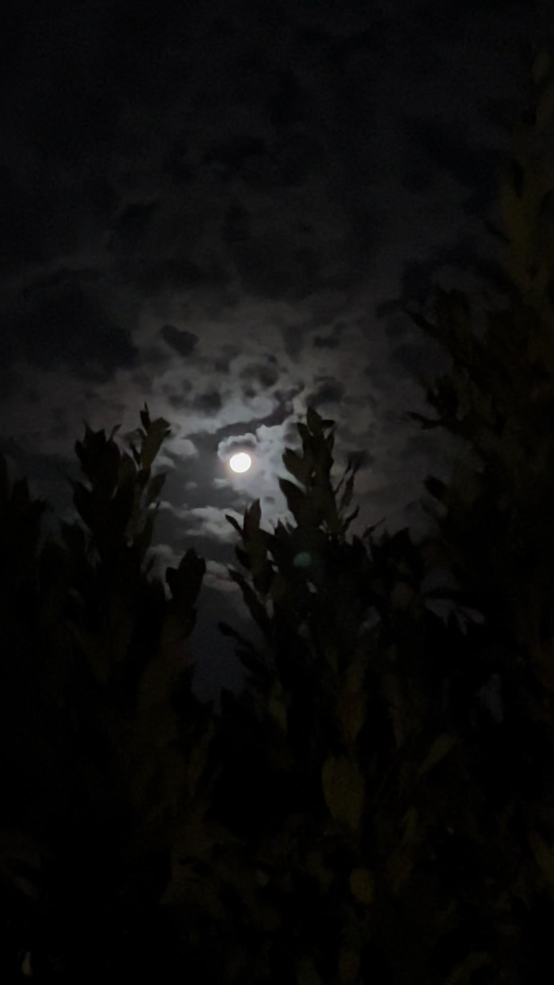 @Ainurashakh🕊️