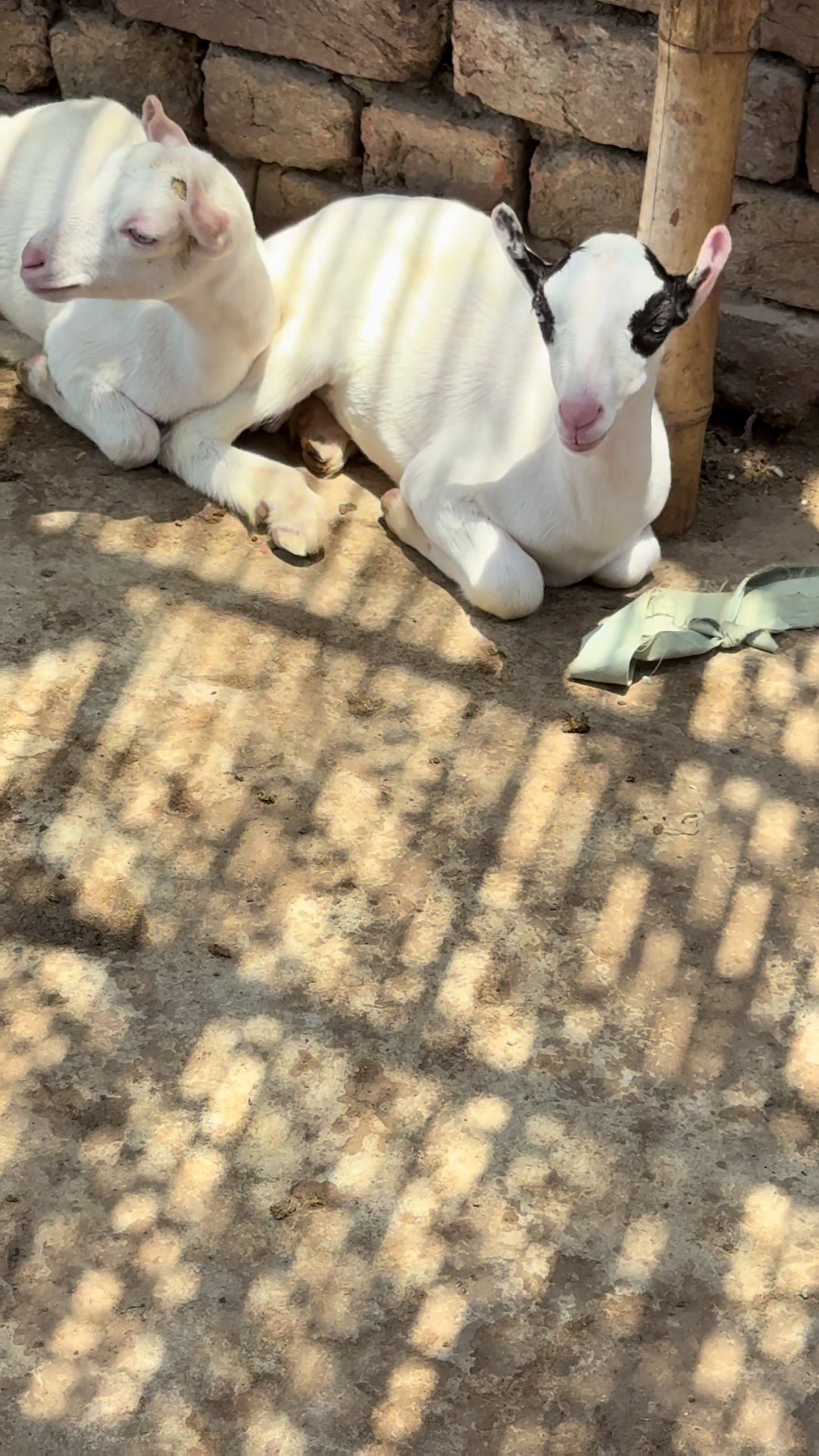 @Shiraz livestock