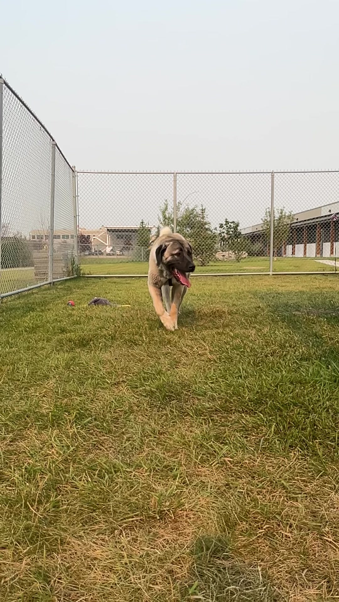 @Calgary Humane Society