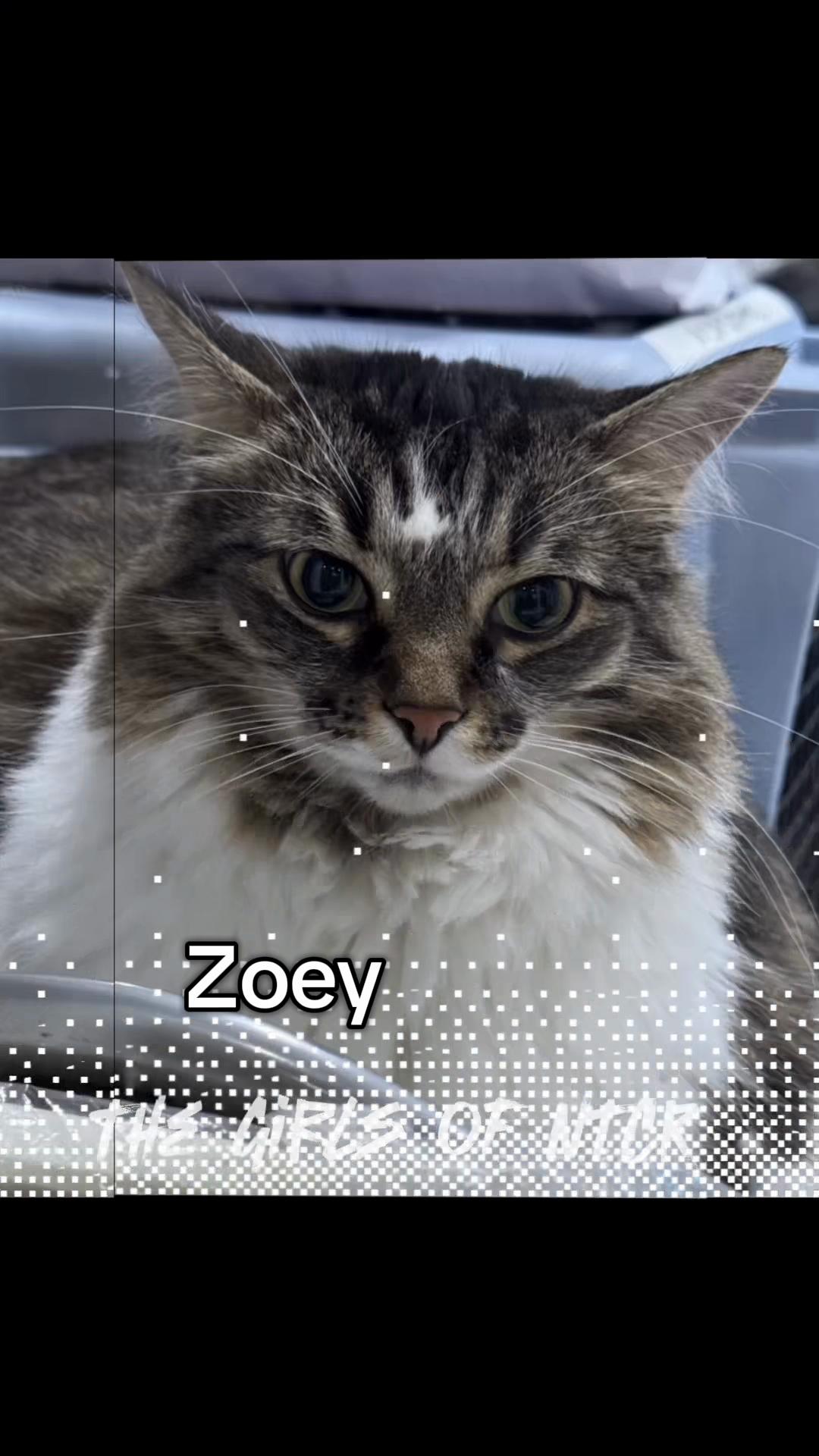 @North Toronto Cat Rescue