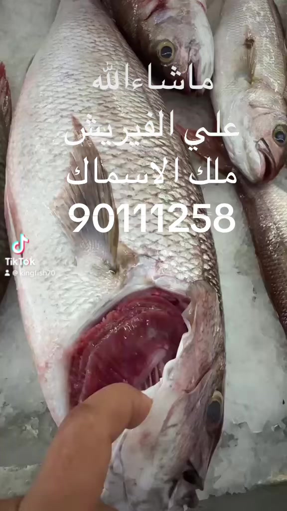 @KING FISH 🇴🇲 مـلـك الأســماك
