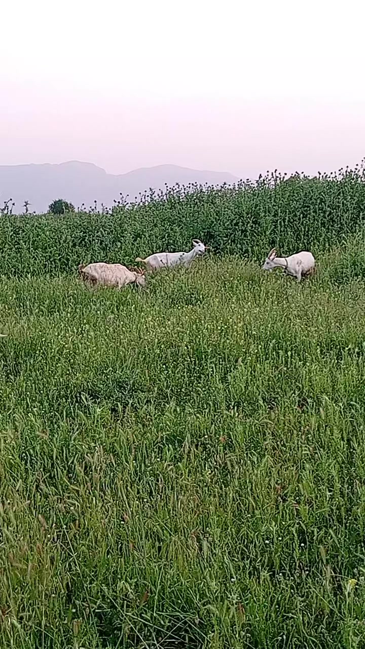 @Mustafa✔️Mal&ccedil;ok✔️