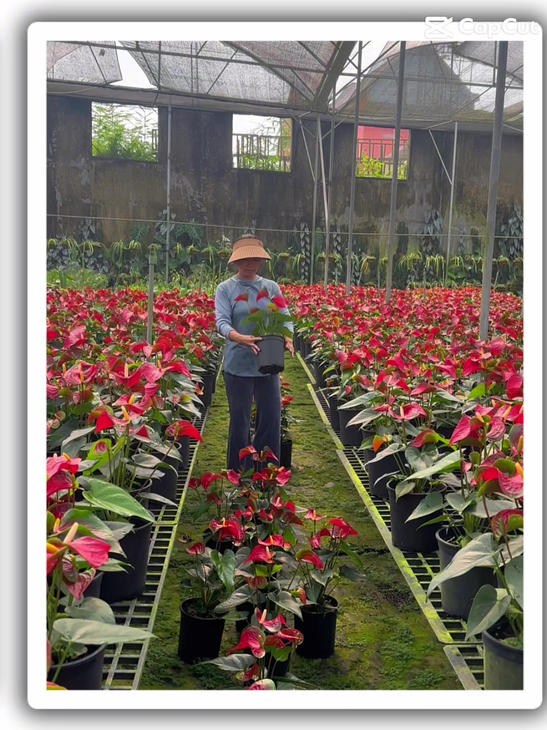 @Vườn Hồ Hân