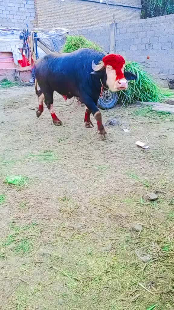 @ASAD Sarkar123