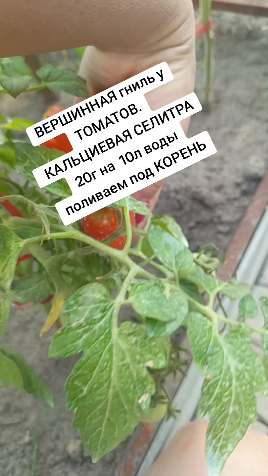 @Оленька