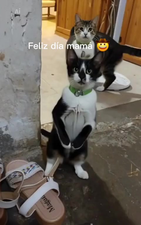 @Pandajadas!