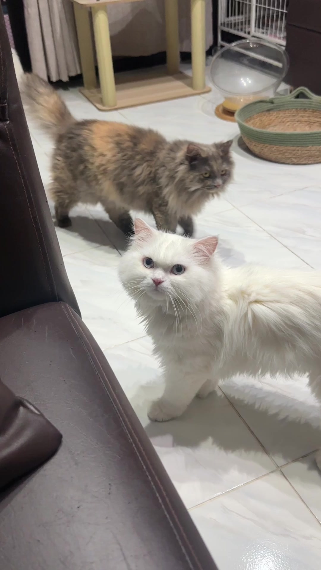 @Chloe & Casper 🐾
