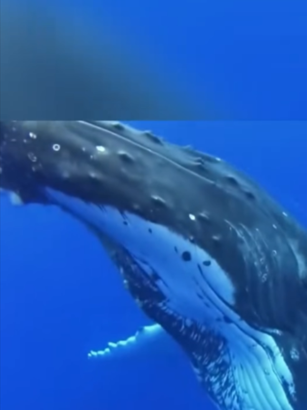 @Mundo dos Animais