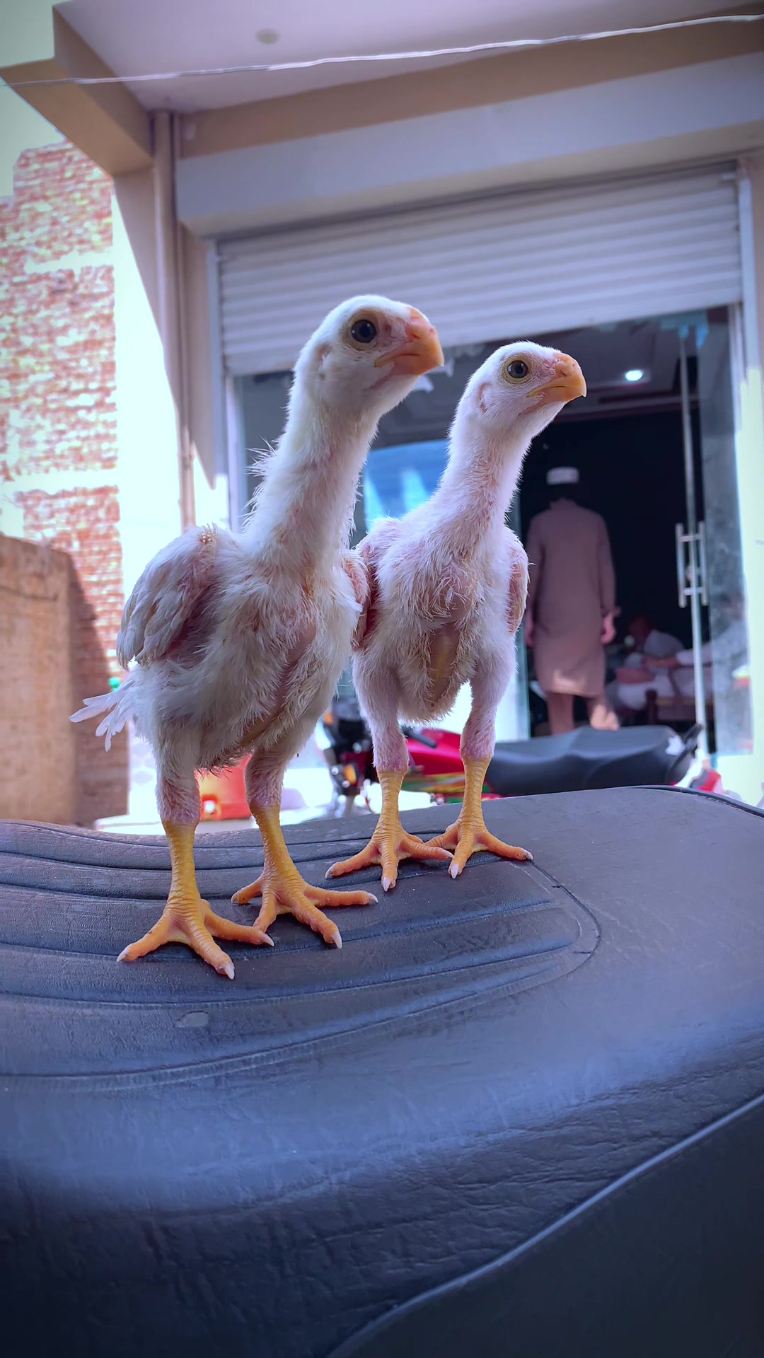 @Birds_Goat