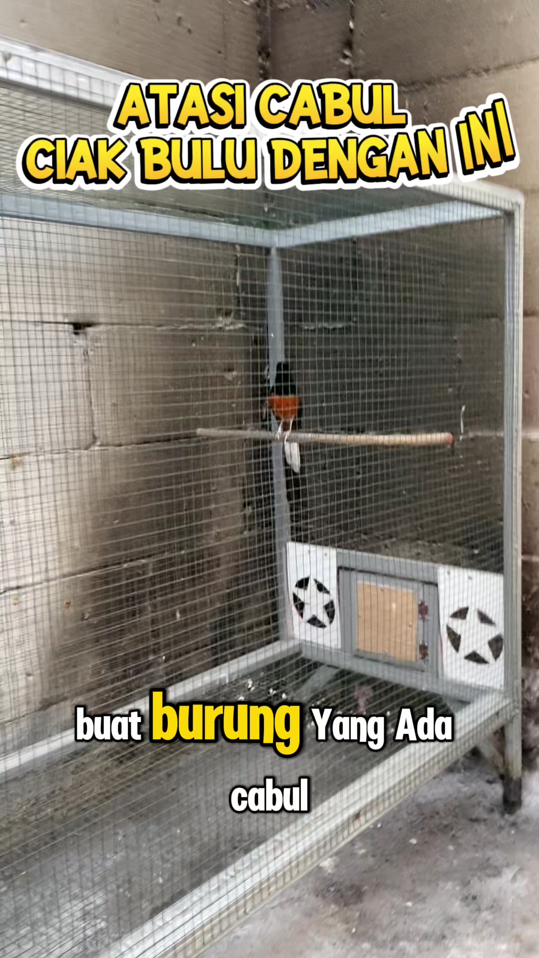 @kicau mart