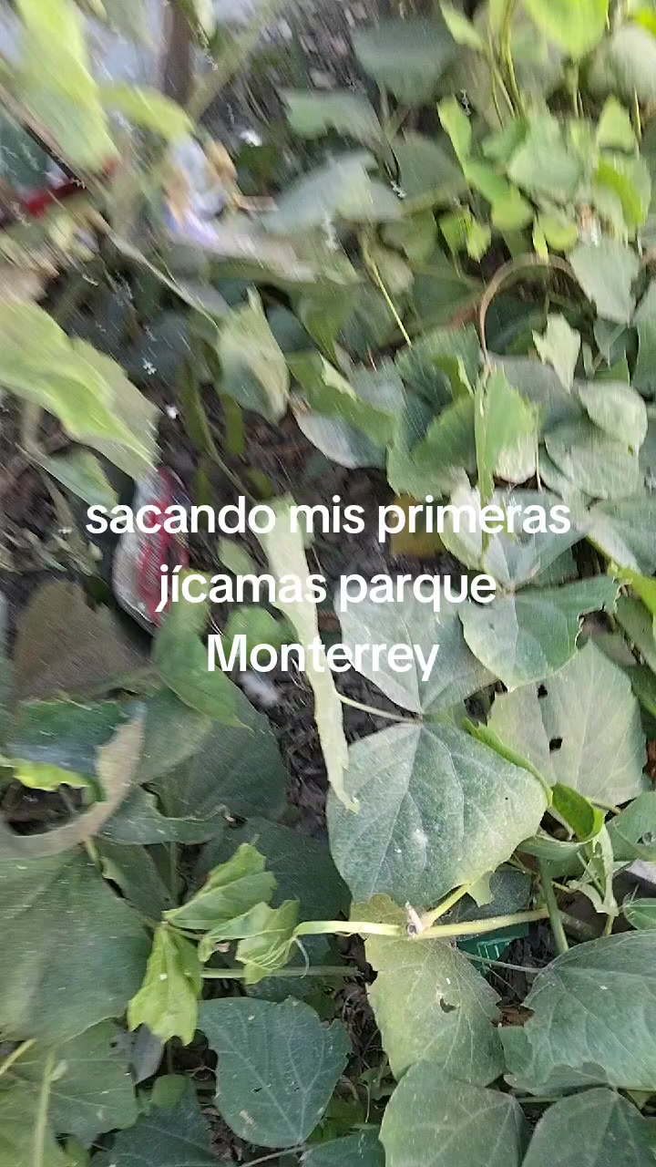 @saryramos