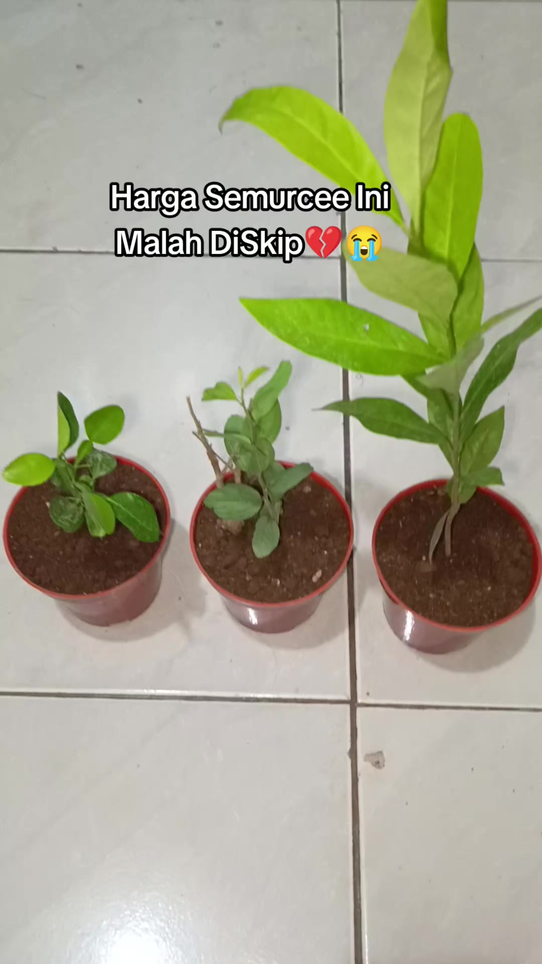 @Pejuang Garis Dua🦋🫶🫰🥀