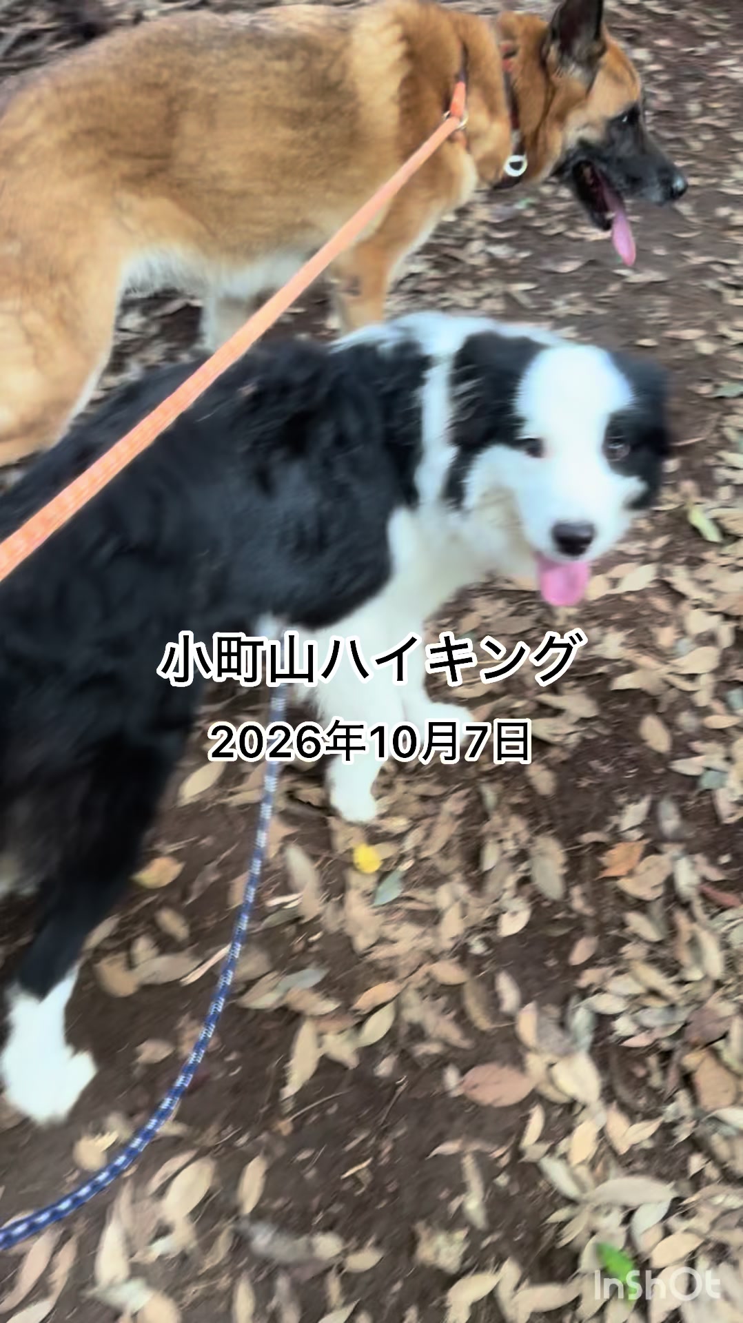 @シェパードmixサンちゃんとボーダーコリーのヘルツォーク