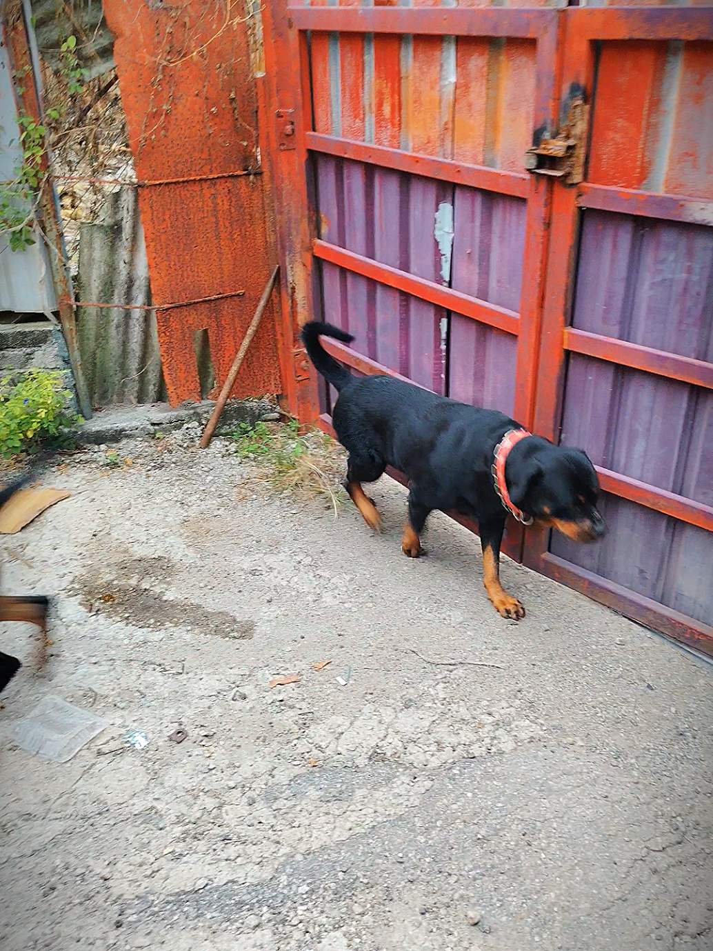 @Bamboozler kennel