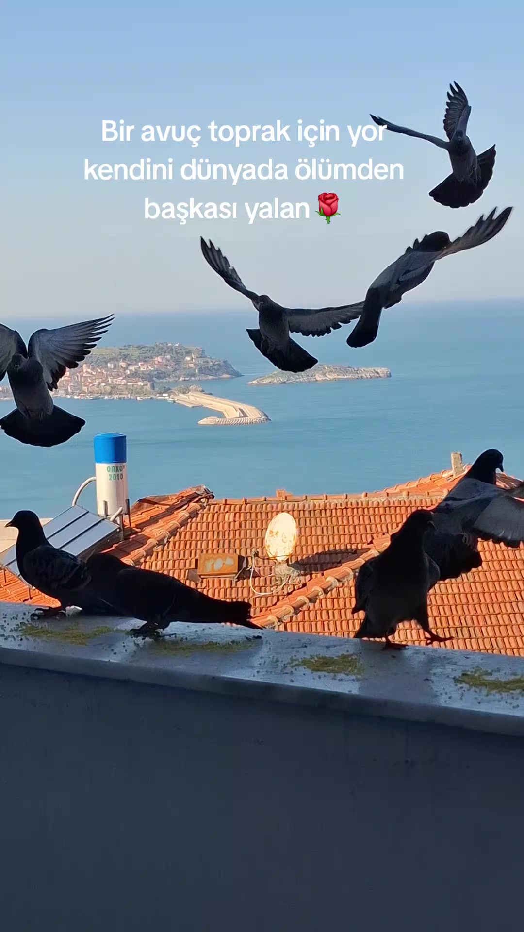 @Ayşegülgünter