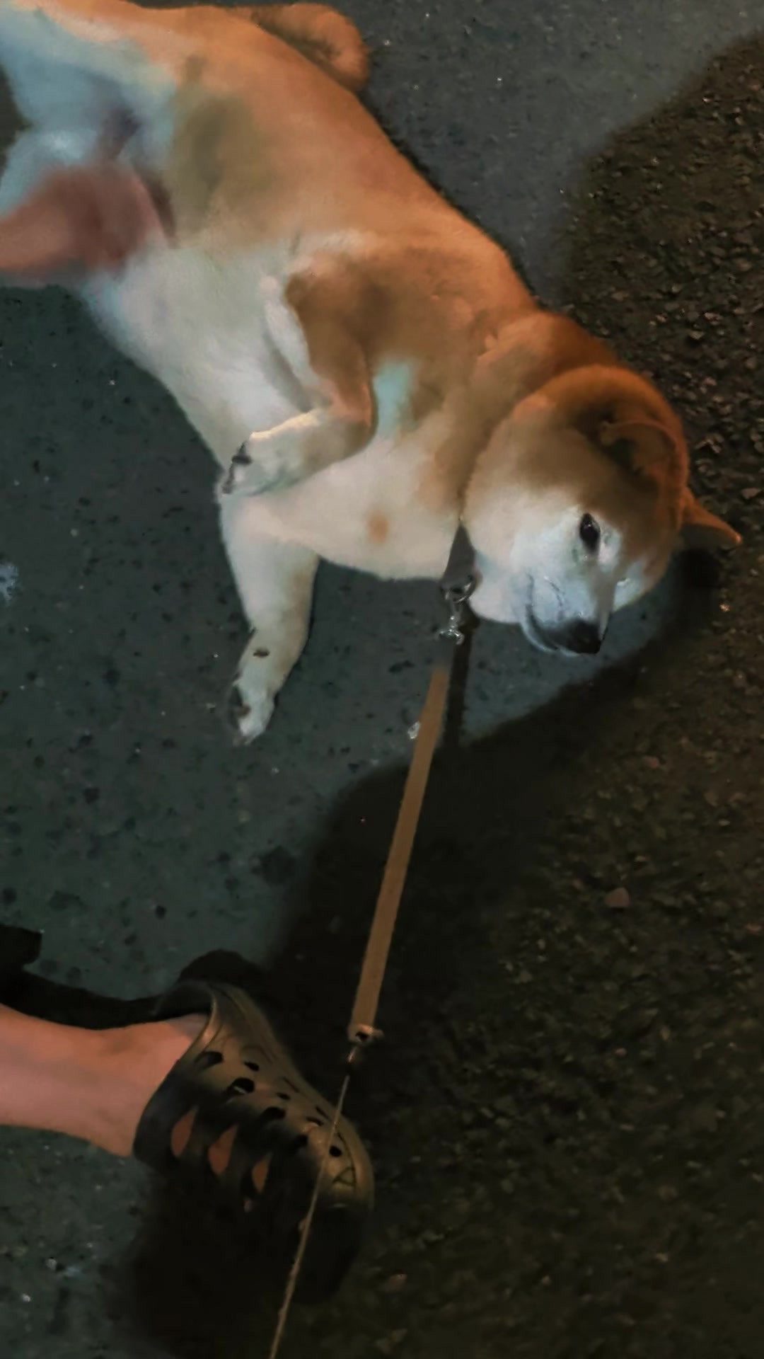 @柴犬とんこつ